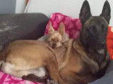 De type Berger Belge Malinois disponible pour saillie