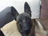 De type Berger Belge Malinois disponible pour saillie