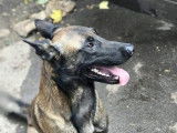 De type Berger Belge Malinois disponible pour saillie