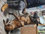 De type Berger Belge Malinois disponible pour saillie