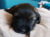 Chiot Altdeuscher Schäferhund à vendre