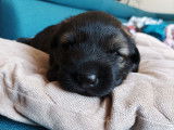 Chiot Altdeuscher Schäferhund à vendre