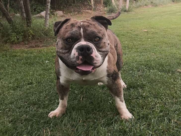 American Bully disponible pour saillie