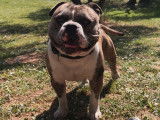 American Bully disponible pour saillie