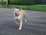 Femelle adulte 8 ans de type American Staffordshire cat&eacute;gorie 2 &agrave; placer