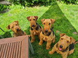 Chiots Airedale Terriers à vendre