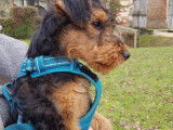 Chiots Airedale Terriers à vendre