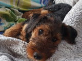 Chiots Airedale Terriers à vendre