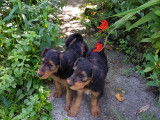 Chiots Airedale Terriers à vendre