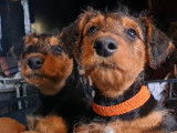 Chiots Airedale Terriers à vendre