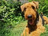 Chiots Airedale Terriers à vendre