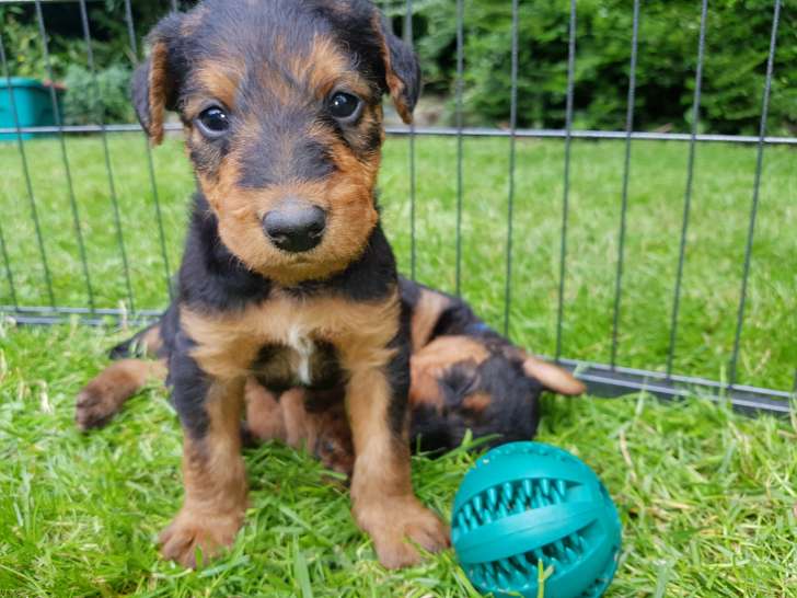 10 chiots Airedale Terriers à vendre
