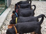 Chiots Airedale Terriers à vendre