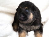 Chiots Berger Allemand à vendre