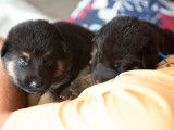 Chiots Berger Allemand à vendre