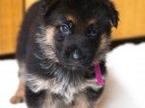 Chiots Berger Allemand à vendre