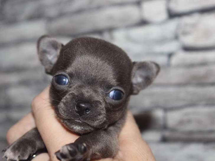 Magnifiques chiots Chihuahua à poils courts LOF à vendre
