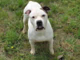 Femelle adulte de type Bouledogue Américain robe blanche 8 ans à placer