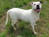 Femelle adulte de type Bouledogue Américain robe blanche 8 ans à placer