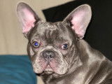 Bouledogue mâle à la robe bleue à vendre