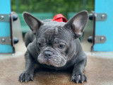 Bouledogue mâle à la robe bleue à vendre