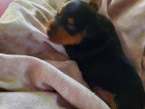 Chiots de race Pinscher Nain à vendre (3 femelles & 3 mâles)