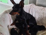 Chiots de race Pinscher Nain à vendre (3 femelles & 3 mâles)