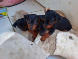 Chiots de race Pinscher Nain à vendre (3 femelles & 3 mâles)