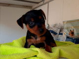 Chiots de race Pinscher Nain à vendre (3 femelles & 3 mâles)