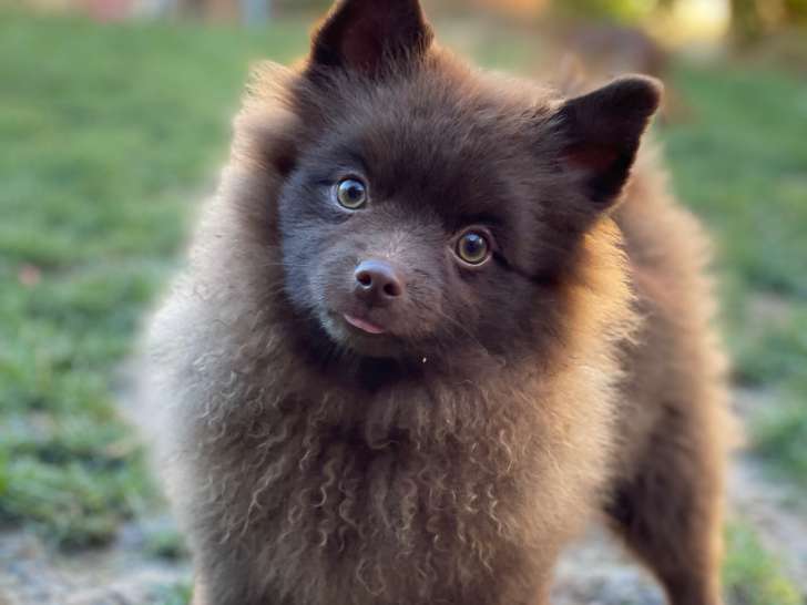 Sirius, superbe Spitz allemand, LOF, attend sa famille