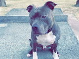 Cherche femelle Amstaff pour saillie