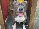Cherche femelle Amstaff pour saillie
