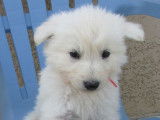 Magnifique chiot mâle Berger Blanc Suisse, LOF, encore disponible à l’adoption