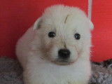 Magnifique chiot mâle Berger Blanc Suisse, LOF, encore disponible à l’adoption