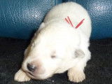Magnifique chiot mâle Berger Blanc Suisse, LOF, encore disponible à l’adoption