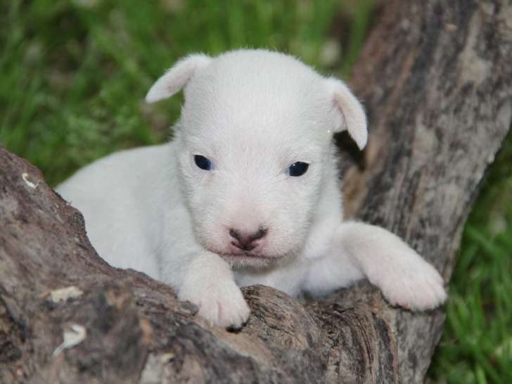 Adorable chiot femelle Parson Russel Terrier, LOF, cherche son futur propriétaire