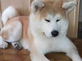 De race Akita Inu disponible pour saillie