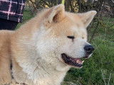 De race Akita Inu disponible pour saillie