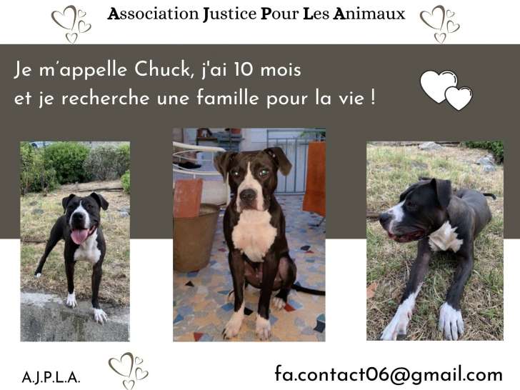 À adopter, Chuck, Staffordshire Terrier Américain de 10 mois