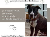 À adopter, Chuck, Staffordshire Terrier Américain de 10 mois