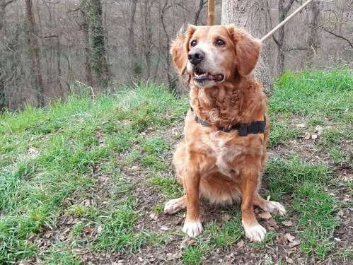 Mâle de type épagneul roux né en 2008 à placer : Petite Annonce chien