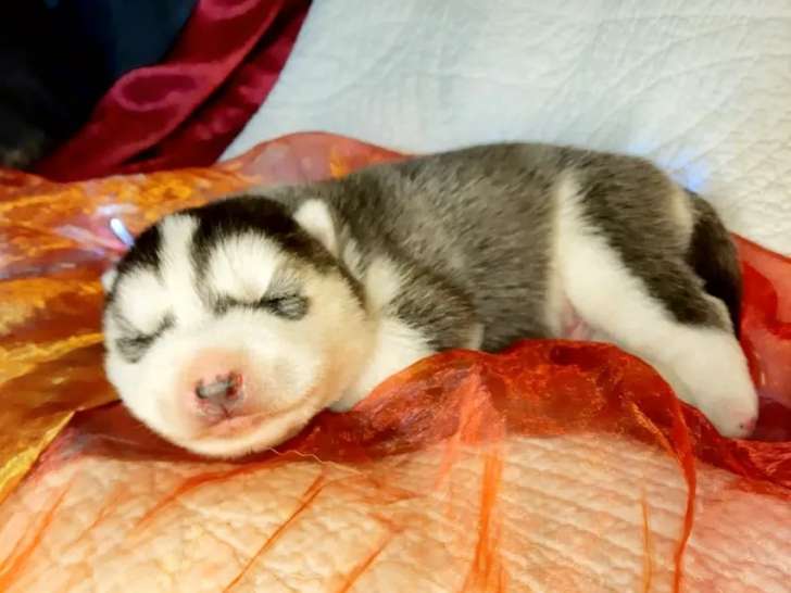 A Vendre 3 Chiots Husky De Siberie Lof Petite Annonce Chien