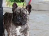 A vendre : Paxton, mâle Bouledogue Français LOF âgé de deux ans et de couleur bringé