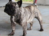 A vendre : Paxton, mâle Bouledogue Français LOF âgé de deux ans et de couleur bringé