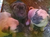 Chiot de race Bullmastiff femelle à vendre
