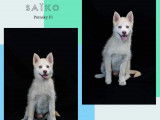 Chiots de type Pomsky à vendre (3 mâles)