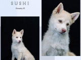 Chiots de type Pomsky à vendre (3 mâles)