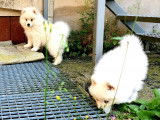 Chiots Pomsky F2 à vendre