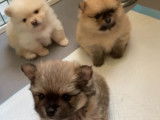 Portée de 3 Loulous de Poméranie à vendre