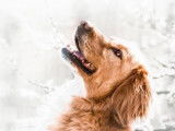 Mâle adulte croisé de type Setter Anglais 7 ans robe rouanne disponible